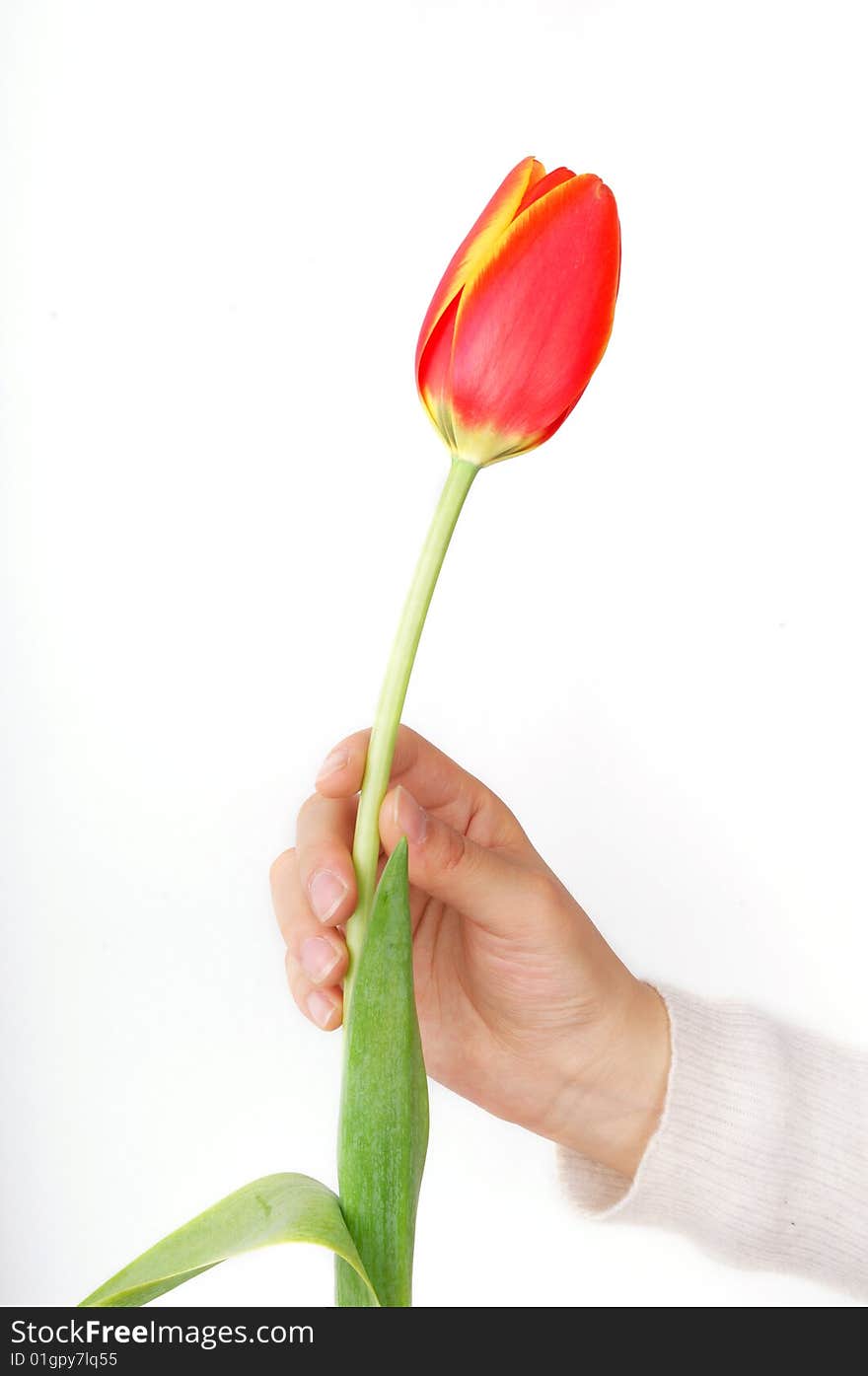 A girl's hand hold a tulip. A girl's hand hold a tulip.