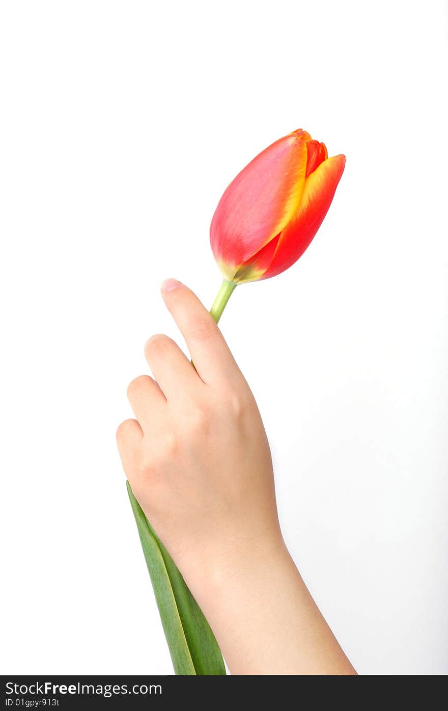 A tulip on girl's hand. isolated on white. A tulip on girl's hand. isolated on white.