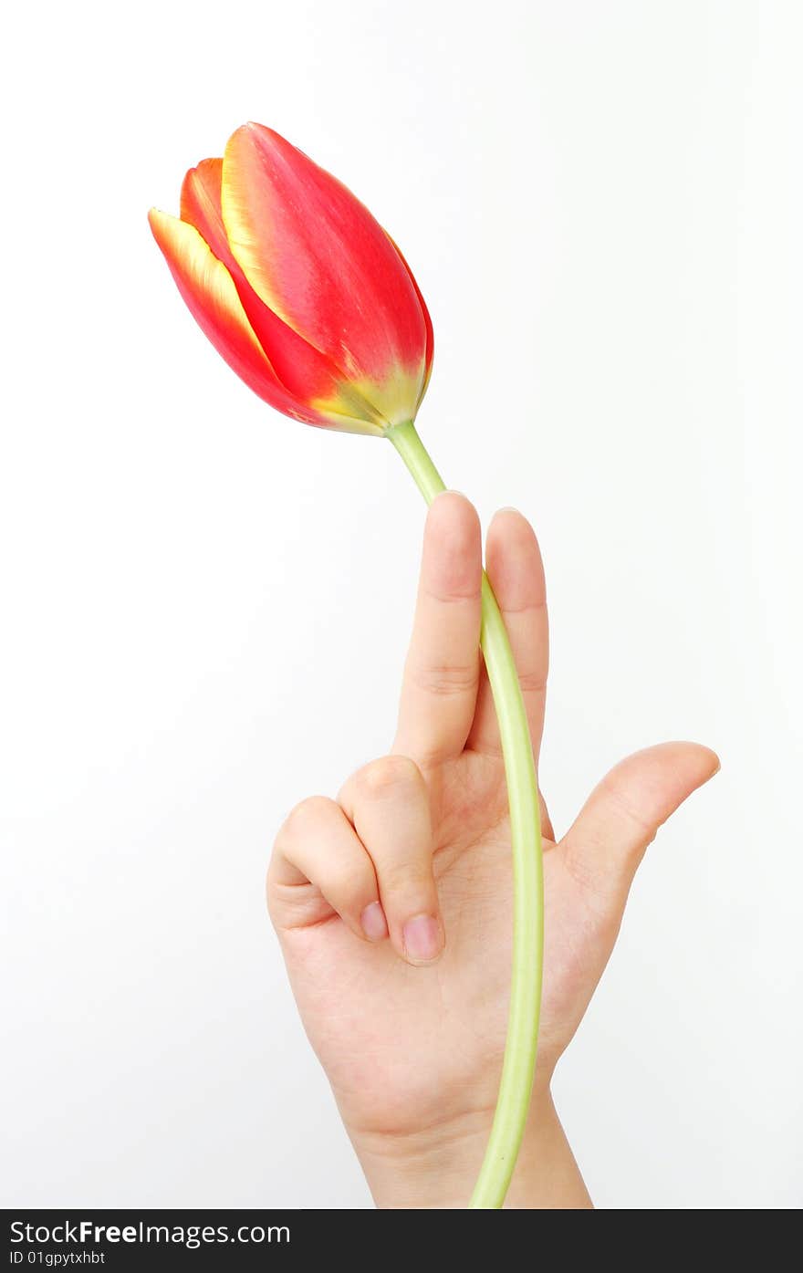 A girl's hand hold a tulip. A girl's hand hold a tulip.