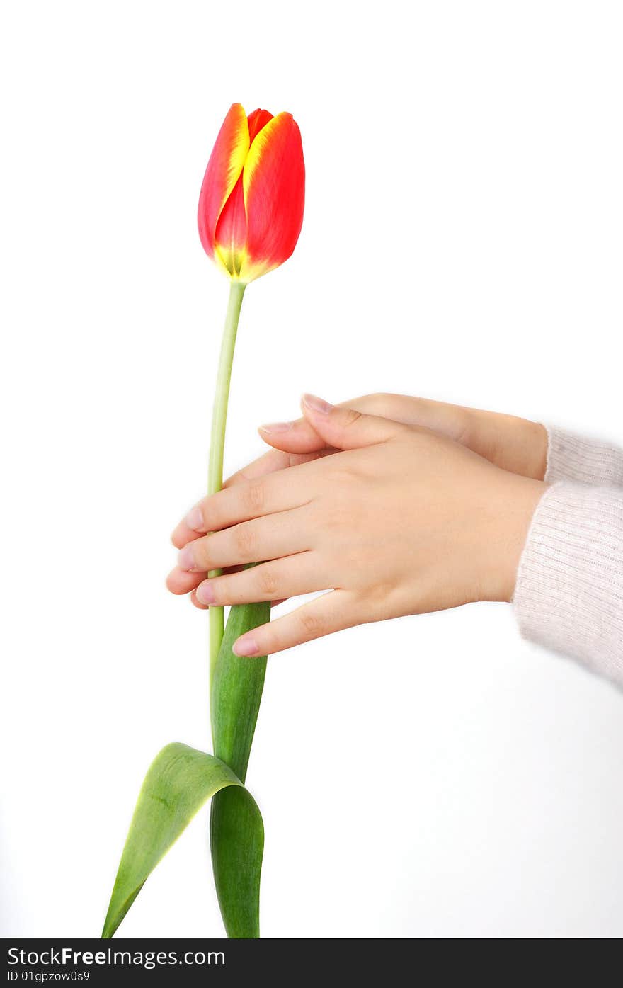 A girl's hand hold a tulip. A girl's hand hold a tulip.