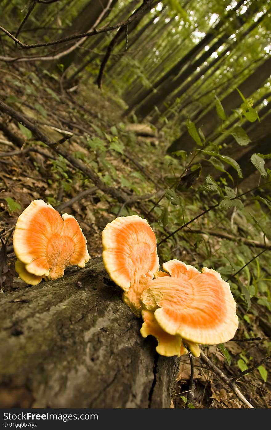 Wild mushrooms growing on a tree on a forest floor. Wide angle, unusual perspective.