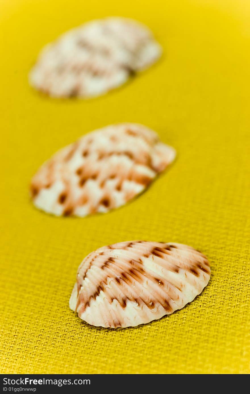 Sea Shells Composition On The Golden Background