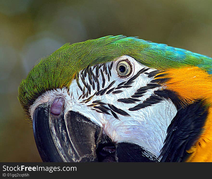 Macaw parrot face in colorful close up