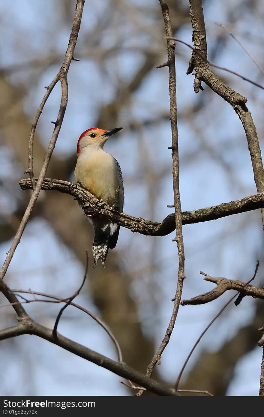 Red Bellied Woodpecker