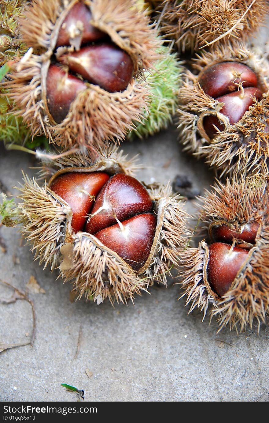 Chestnuts harvest in the autumn