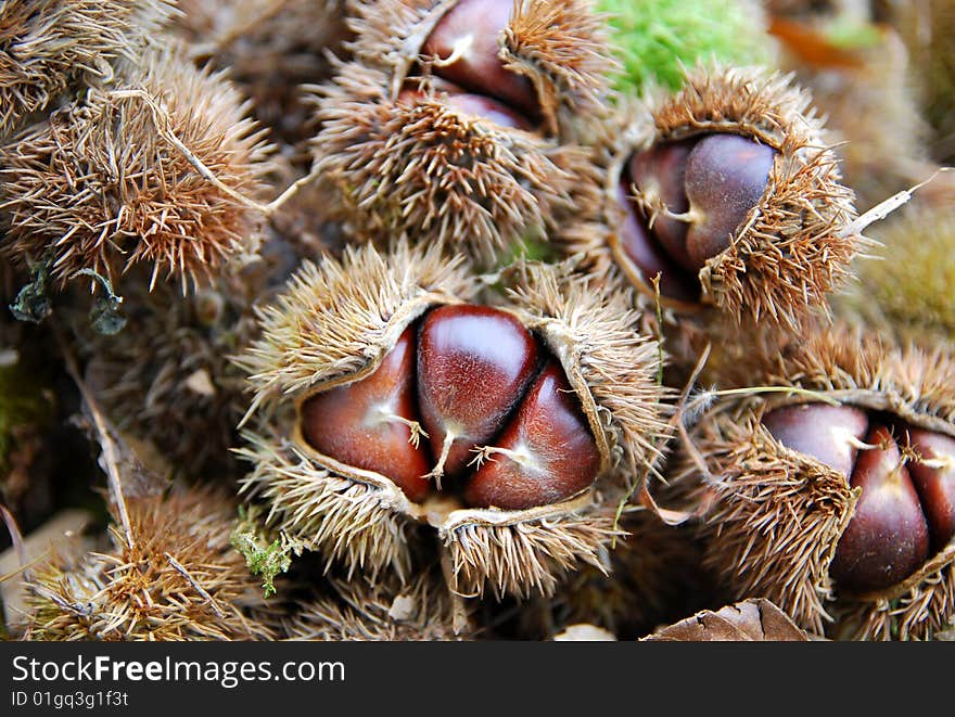 Chestnuts harvest in the autumn