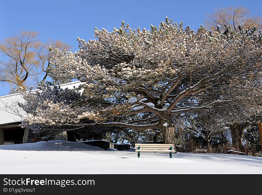 Snow Flowers