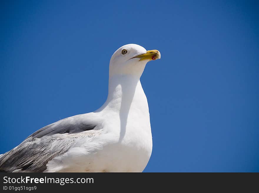 Seagull standing majestic on rooftop