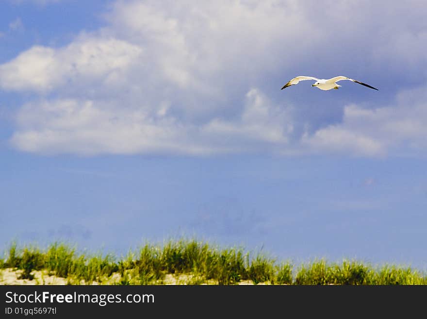 Seagull soaring above Fire Island beach. Seagull soaring above Fire Island beach