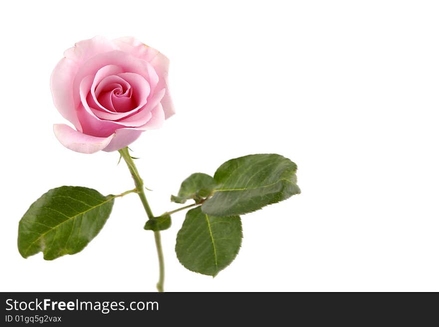 Pink flowering rose with a bright green foliage on a white background