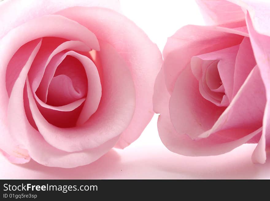 Close up of two pink roses