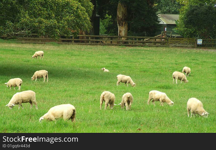 Scenic image of sheep grazing in pasture. Scenic image of sheep grazing in pasture