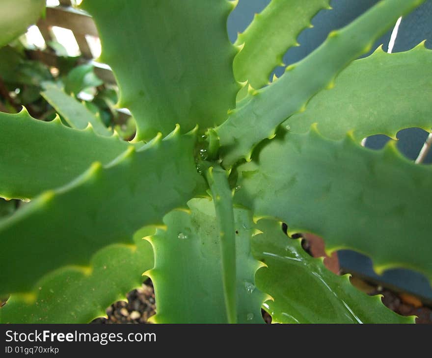 Leaves of succulent