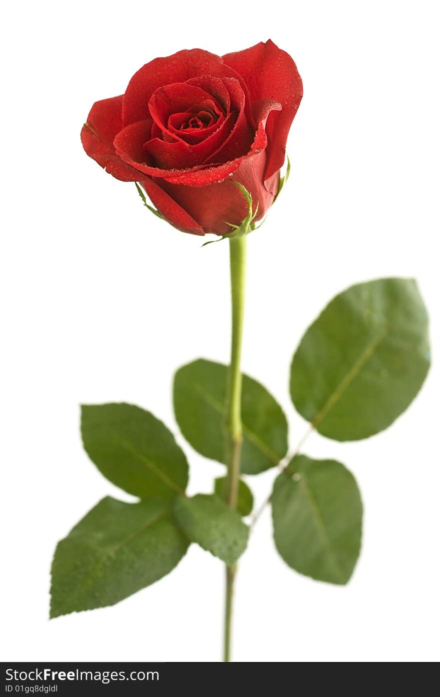 Beautiful red rose on white background