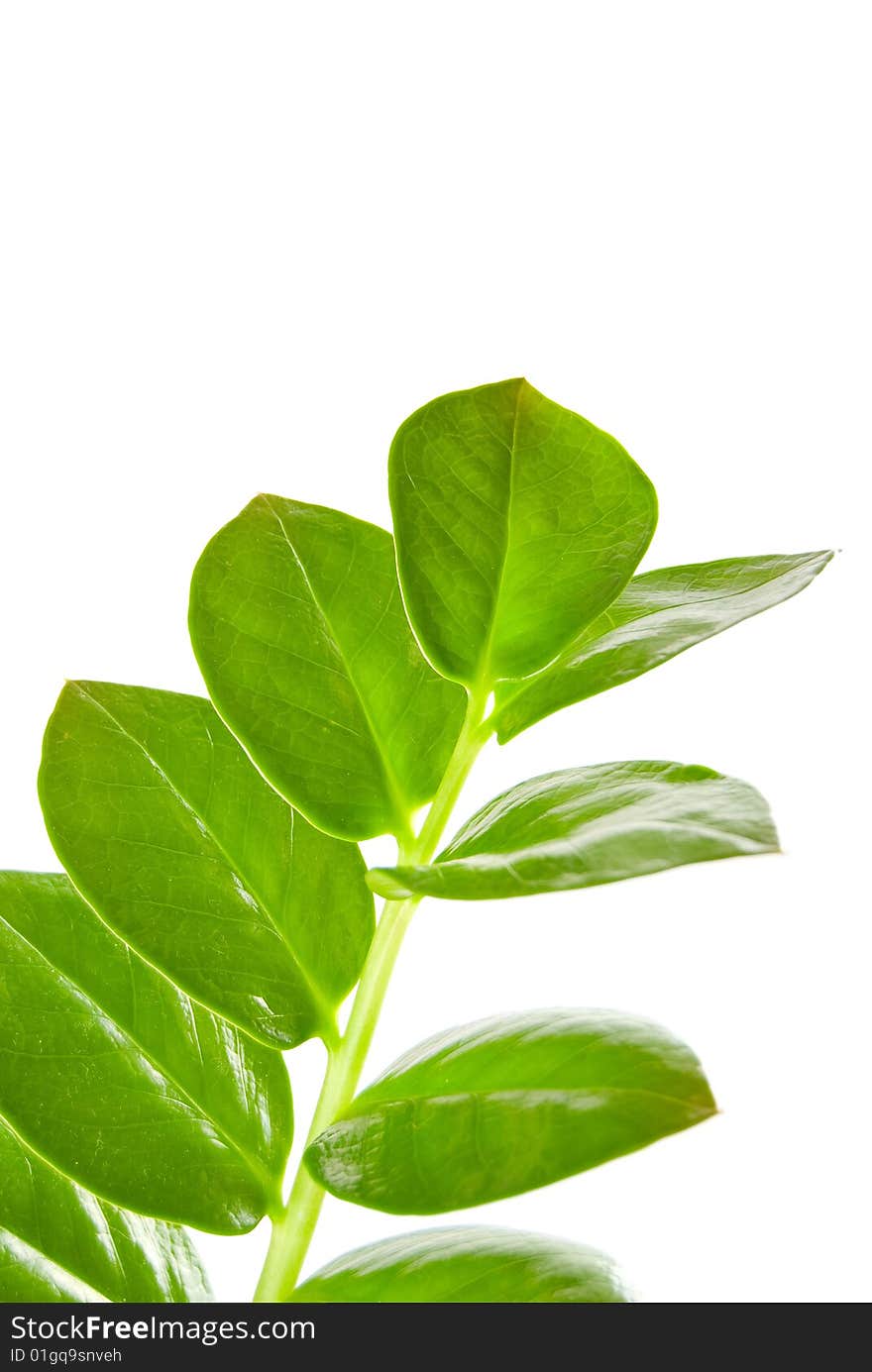 Zamioculcas zamiifolia isolated on white