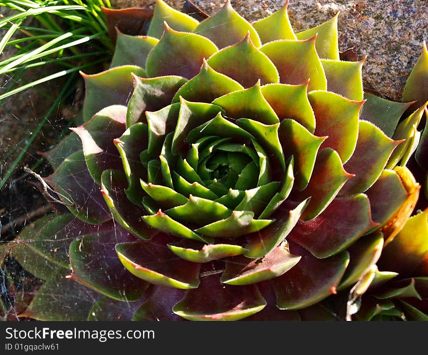 Green and red houseleek succulent