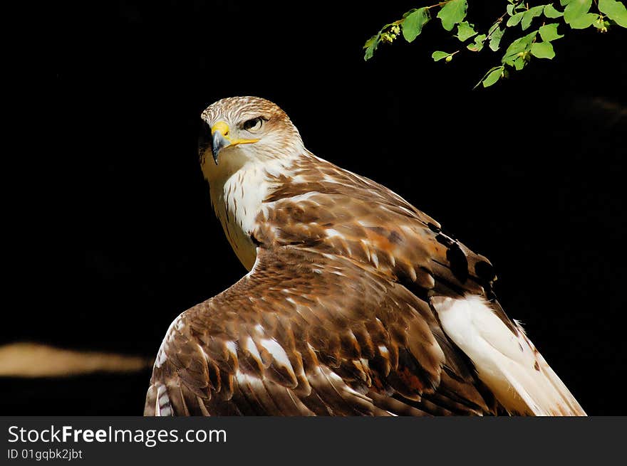 Portrait of the hawk with green leaves as background