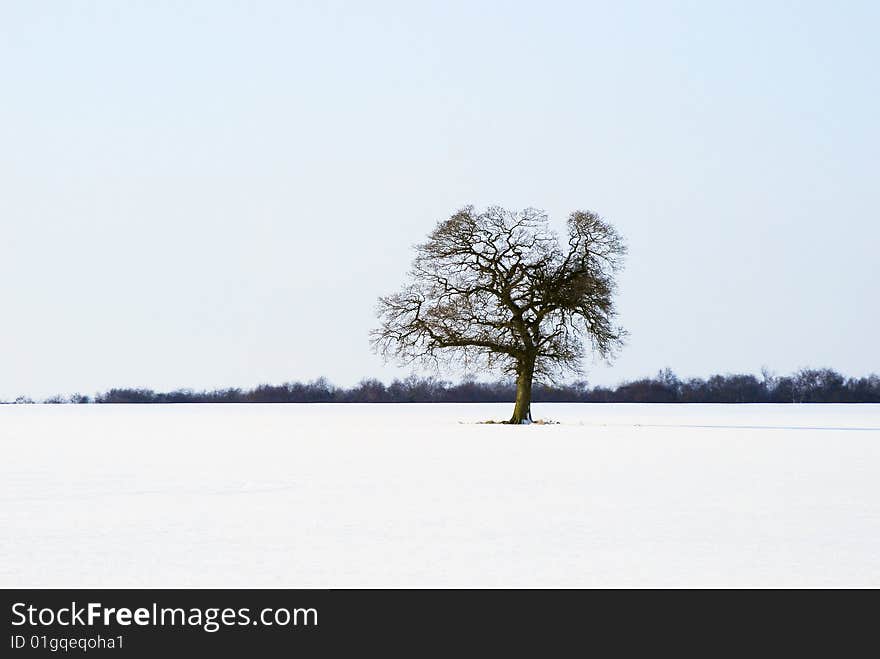 Tree stands isolated in snow covered landscape. Tree stands isolated in snow covered landscape