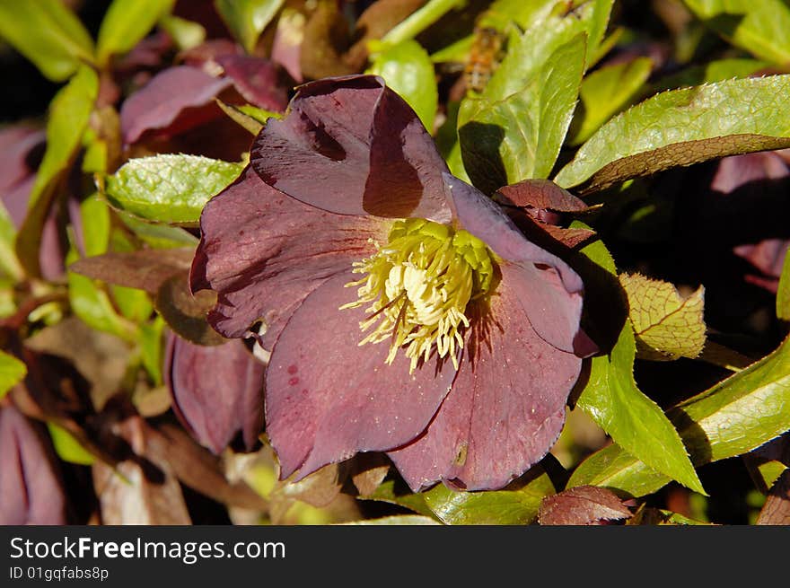 Blooming anemone or wind-flower  in the early spring with leaves as background