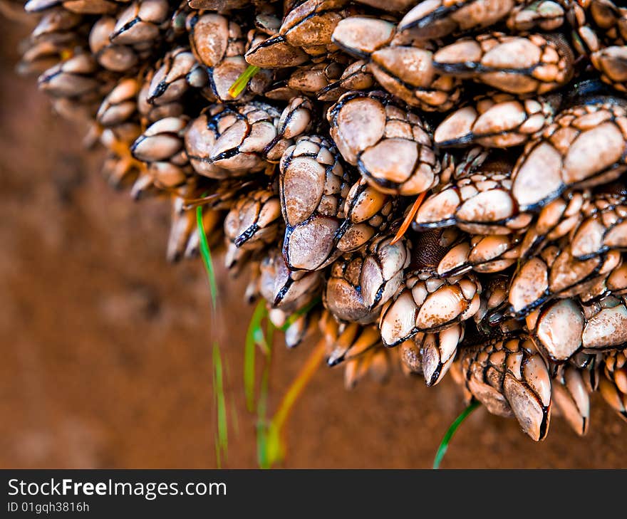 Community of clam shells on an underhang of a cave. Community of clam shells on an underhang of a cave.