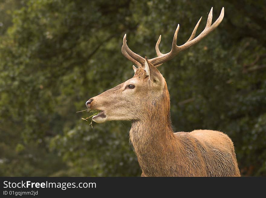 Male Deer