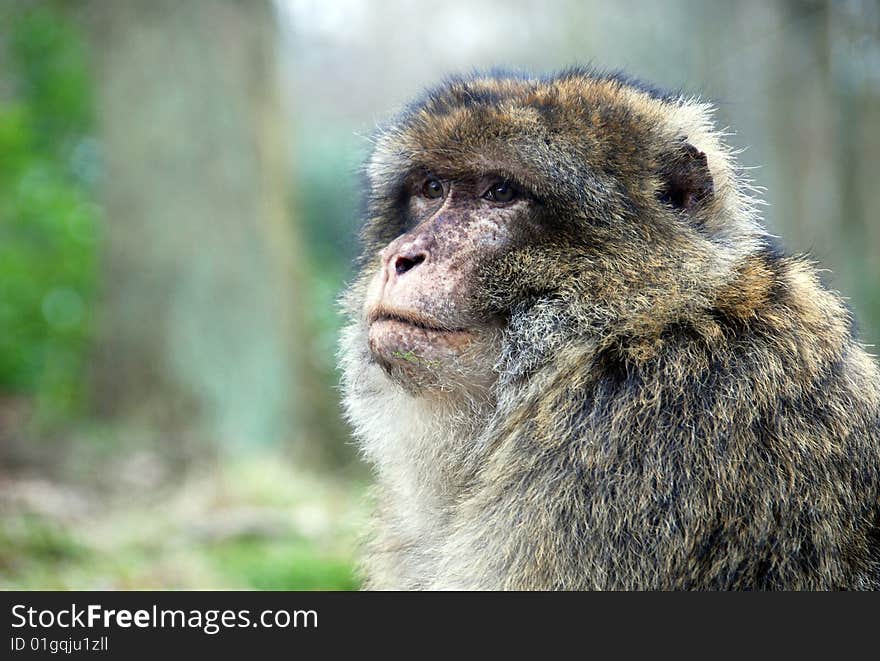 Closeup of a Barbary Ape