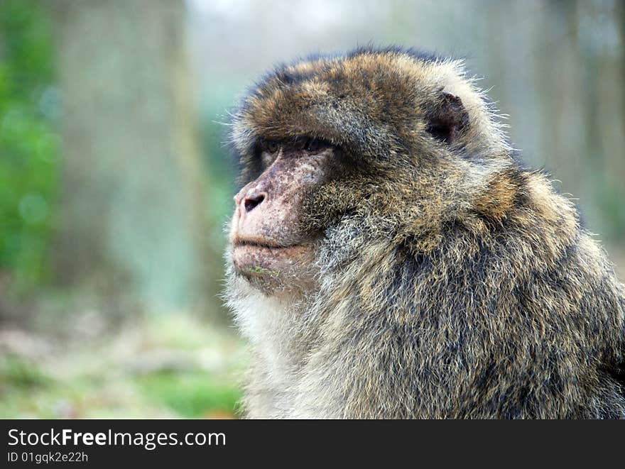 Closeup of a Barbary Ape