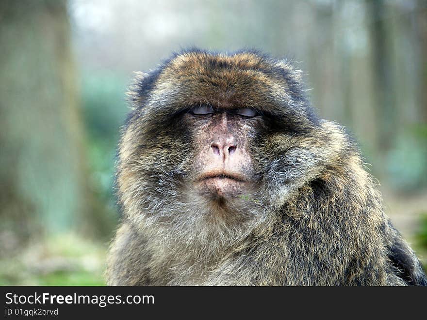 Closeup of a Barbary Ape. Closeup of a Barbary Ape