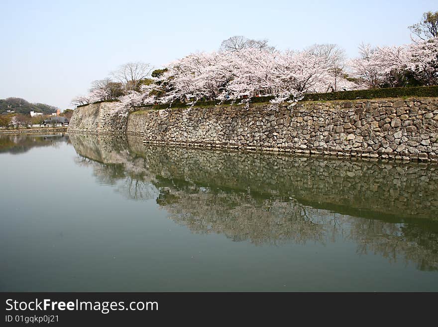 Cherry Blossom