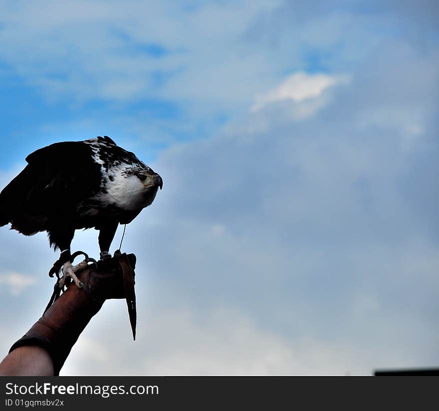 Eagle in Hand