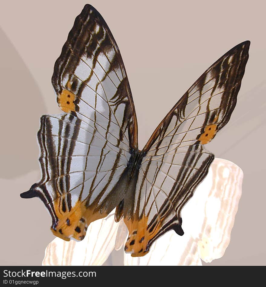 Rendered image of a beautiful butterfly - with Clipping Path. Rendered image of a beautiful butterfly - with Clipping Path