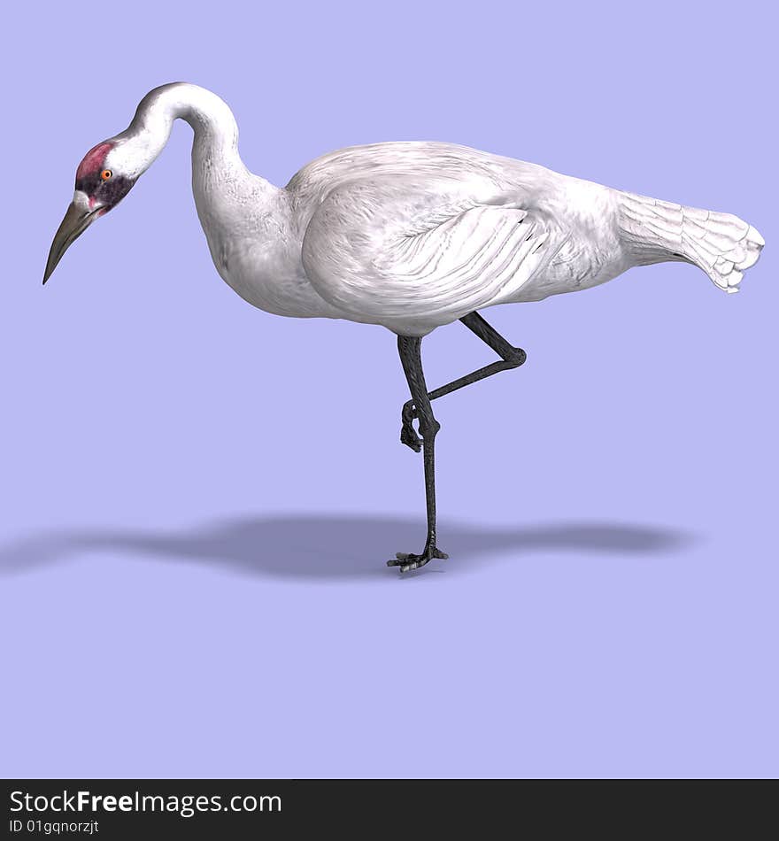 Great white crane on blue back With Clipping Path