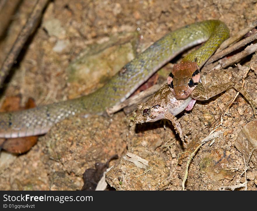 Imasge of the snake just catched frog 
takem in Phuket nationl park in Thailand. Imasge of the snake just catched frog 
takem in Phuket nationl park in Thailand