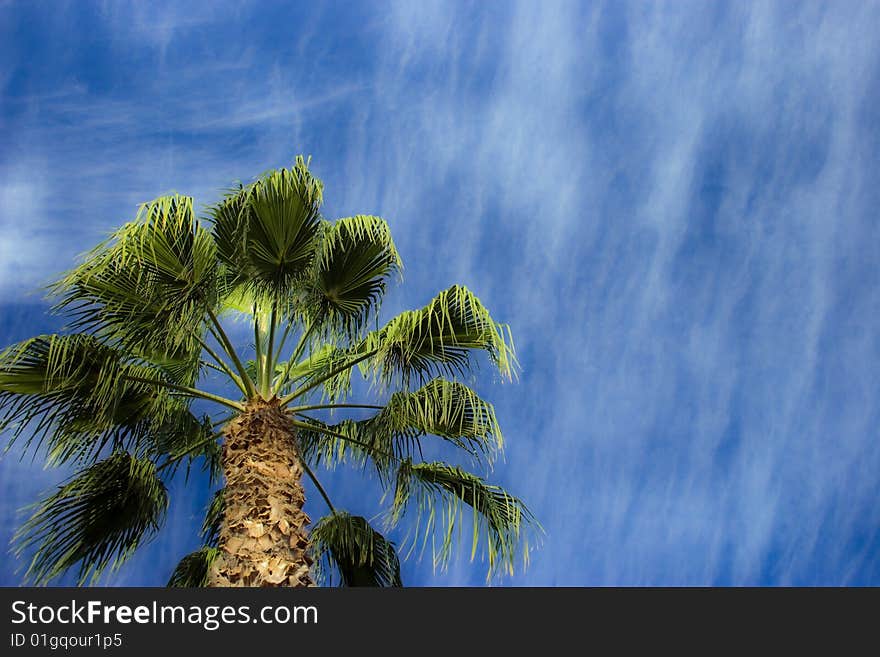 The palm tree over the background of blue sky with clouds. The palm tree over the background of blue sky with clouds