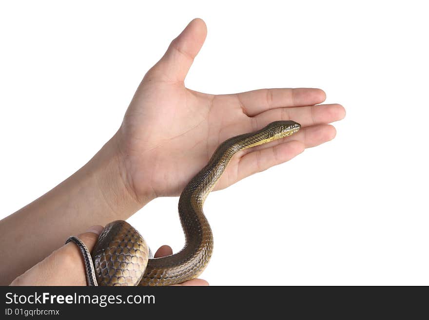 Holding snake