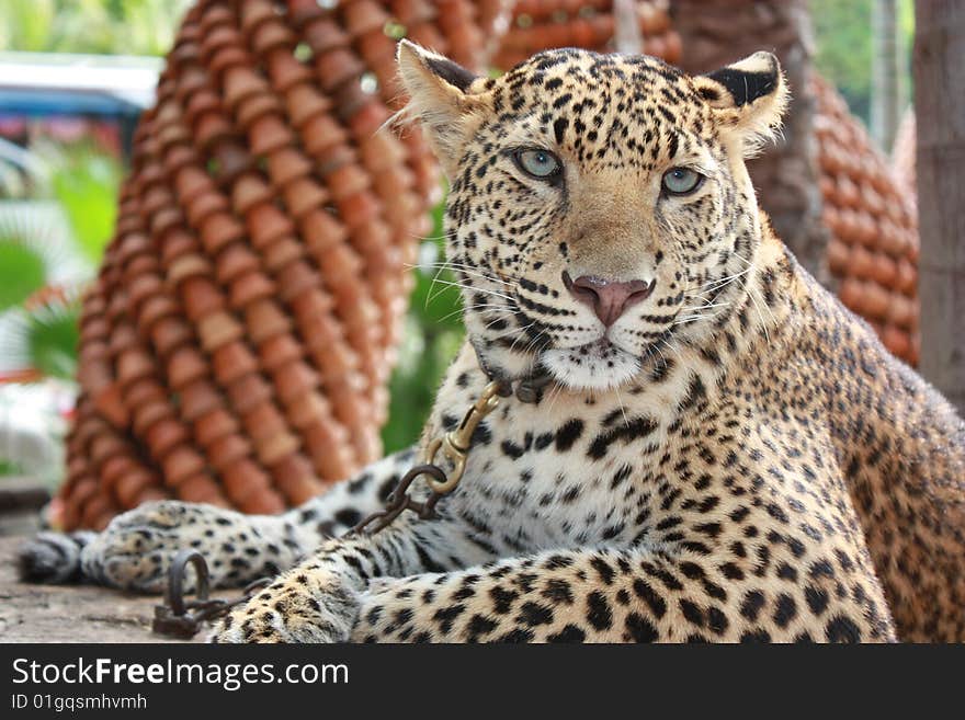 Leopard in Nung Nuch Tropical Garden