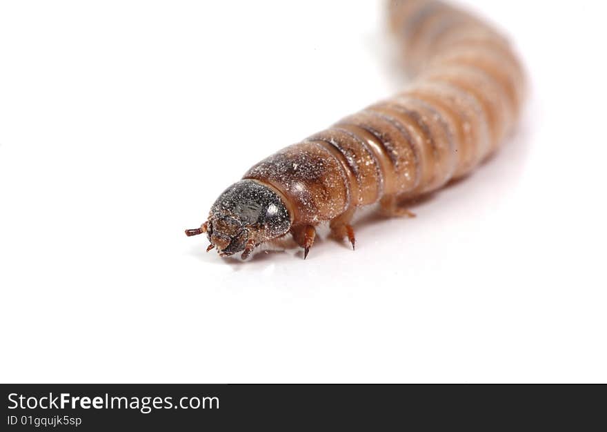 Mealworm