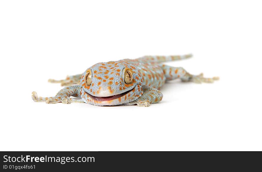 Gecko