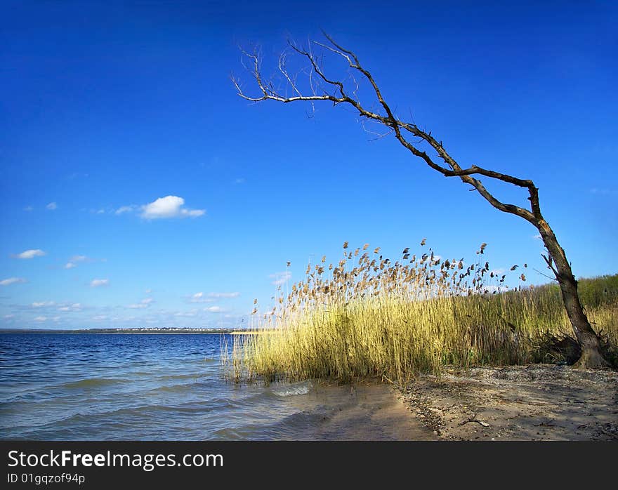 Alone tree