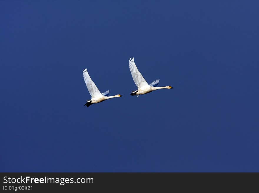 Two swans are flying freely. Two swans are flying freely