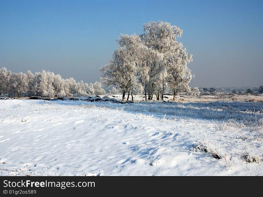 Winter landscape