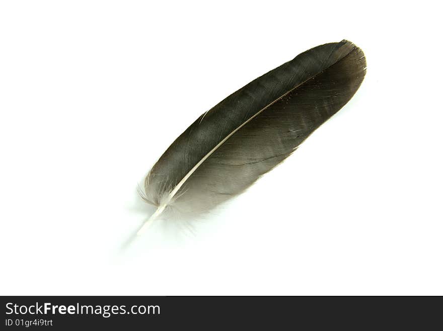 Black feather isolated on white background