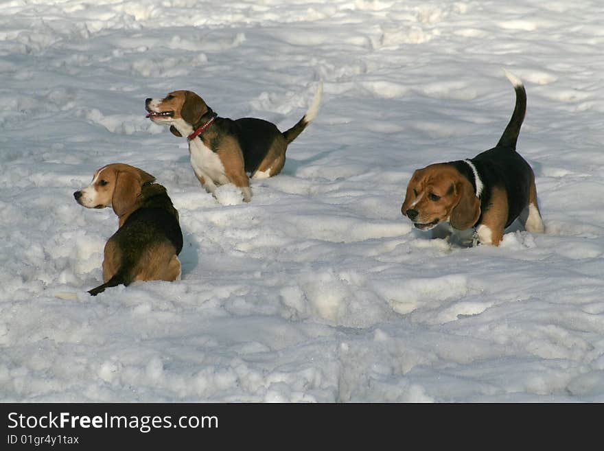 Three beagles having fun in the snowy park. Three beagles having fun in the snowy park