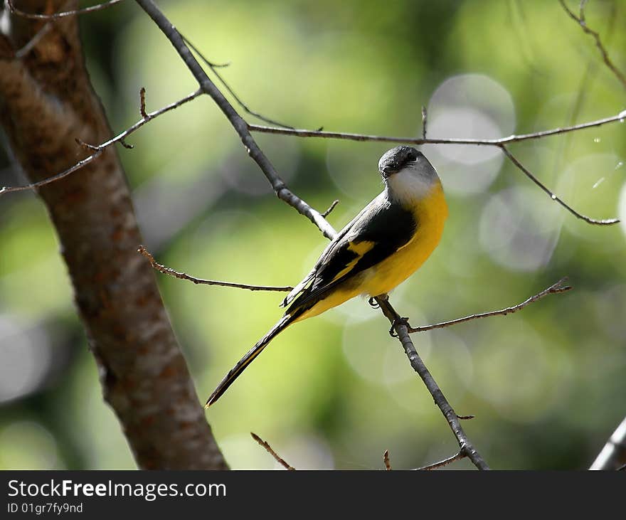 Grey-chinned Minivet