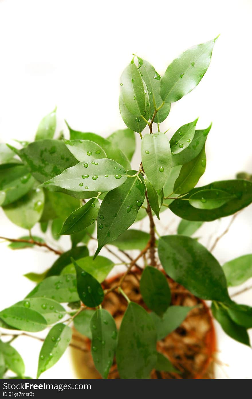 Green plant over white background