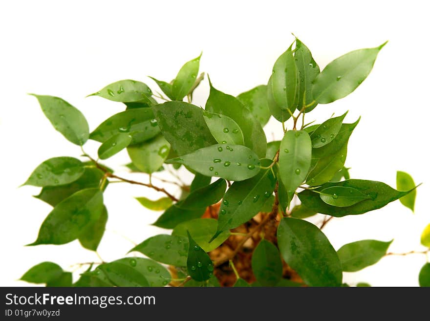 Green plant over white background