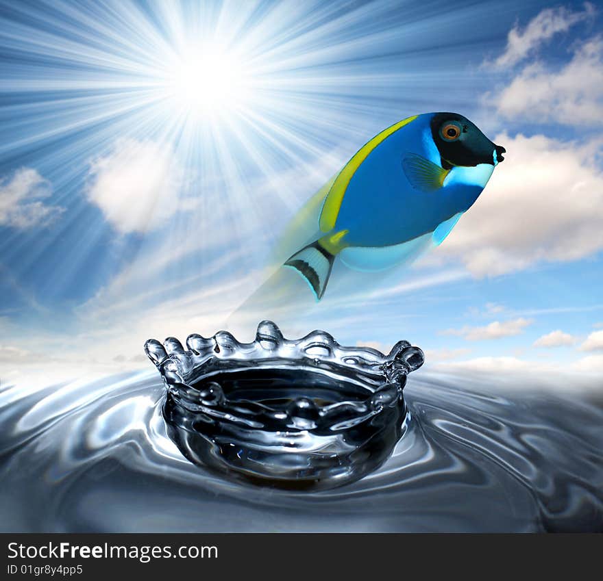 Saltwater fish leaping from the water with the sun and sky. Saltwater fish leaping from the water with the sun and sky