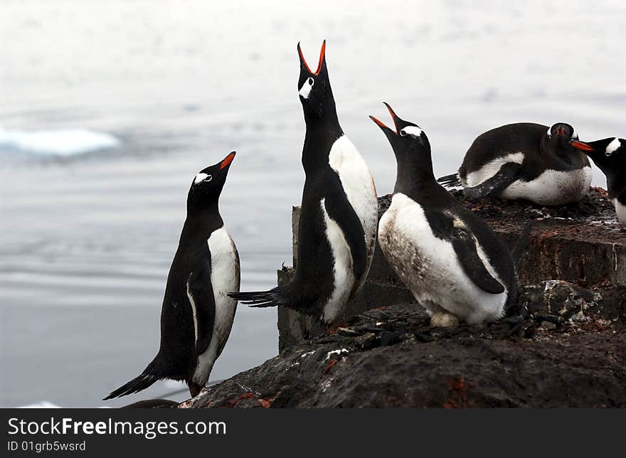 Gentoo penguin with tham colony