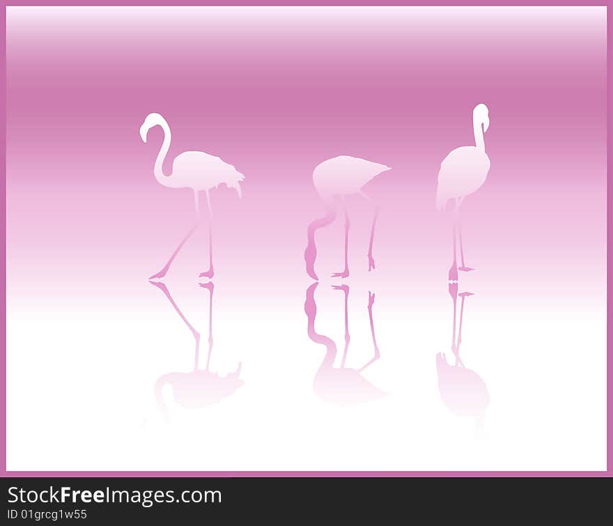 Flamingos