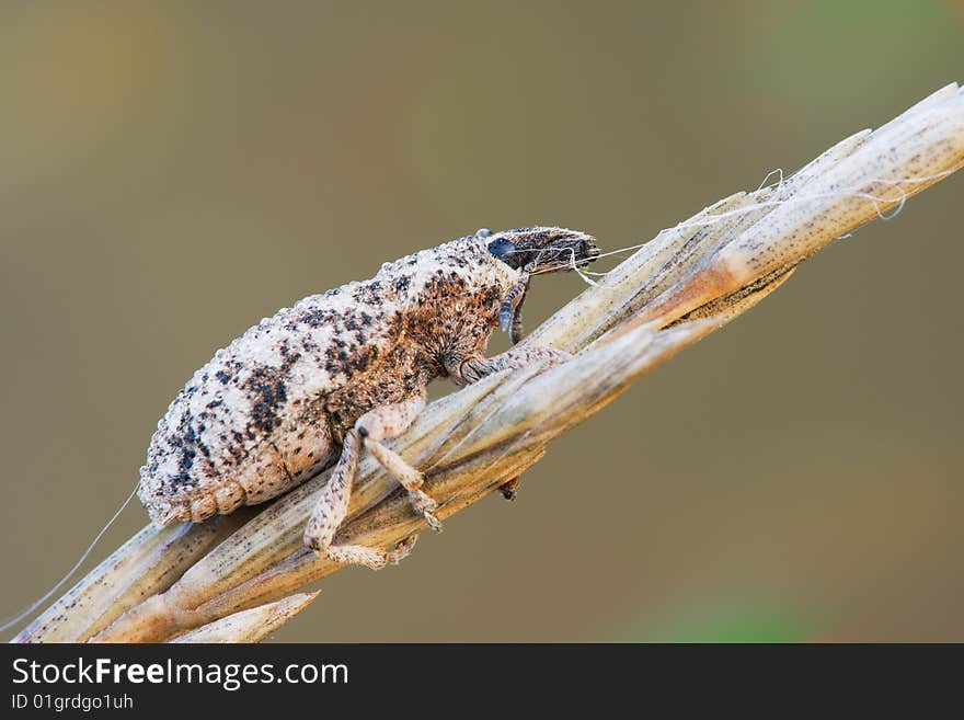 Macro weevil with a lot of waterdrops